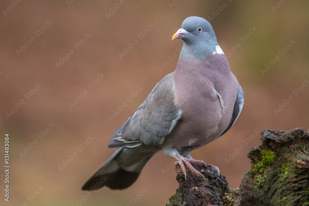 Obraz premium Wood Pigeon