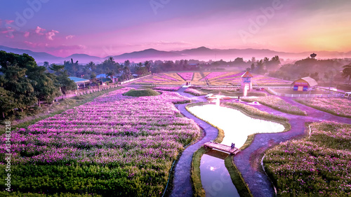 Aerial view Beautiful of the cosmos flowers A wind turbine Sheep farming Sunrise in winter. Muangkaen the Mae Taeng district of Chiang Mai, Thailand.