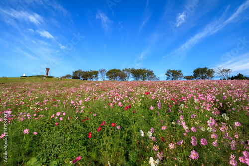 Wallpaper Mural コスモス畑＠長崎県諫早市白木峰 Torontodigital.ca