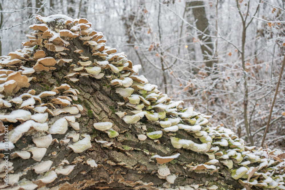 Mushrooms on tree on a frosty snow winter day in the forest Mushrooms on tree on a frosty snow winter day in the forest
