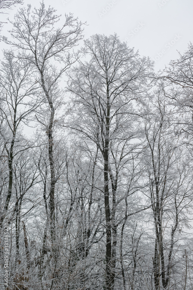 Frosty snow winter day in the forest Frosty snow winter day in the forest