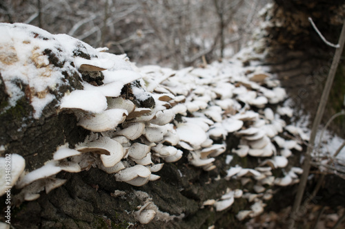 Mushrooms on tree on a frosty snow winter day in the forest