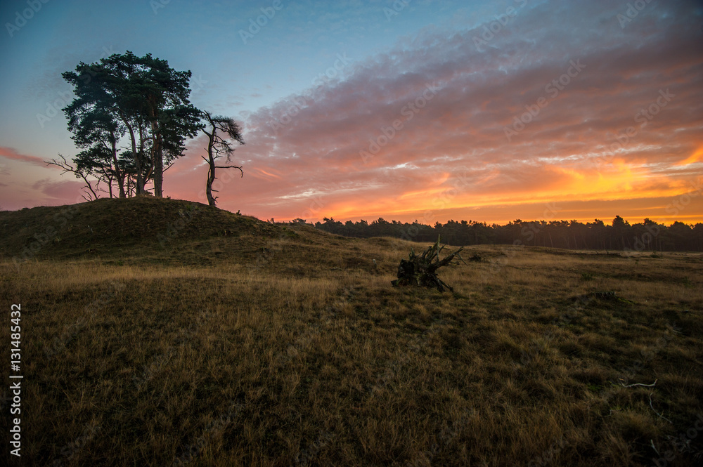 Obraz premium Toller Sonnenuntergang in mitten des Nationalparks De Hoge Veluwe