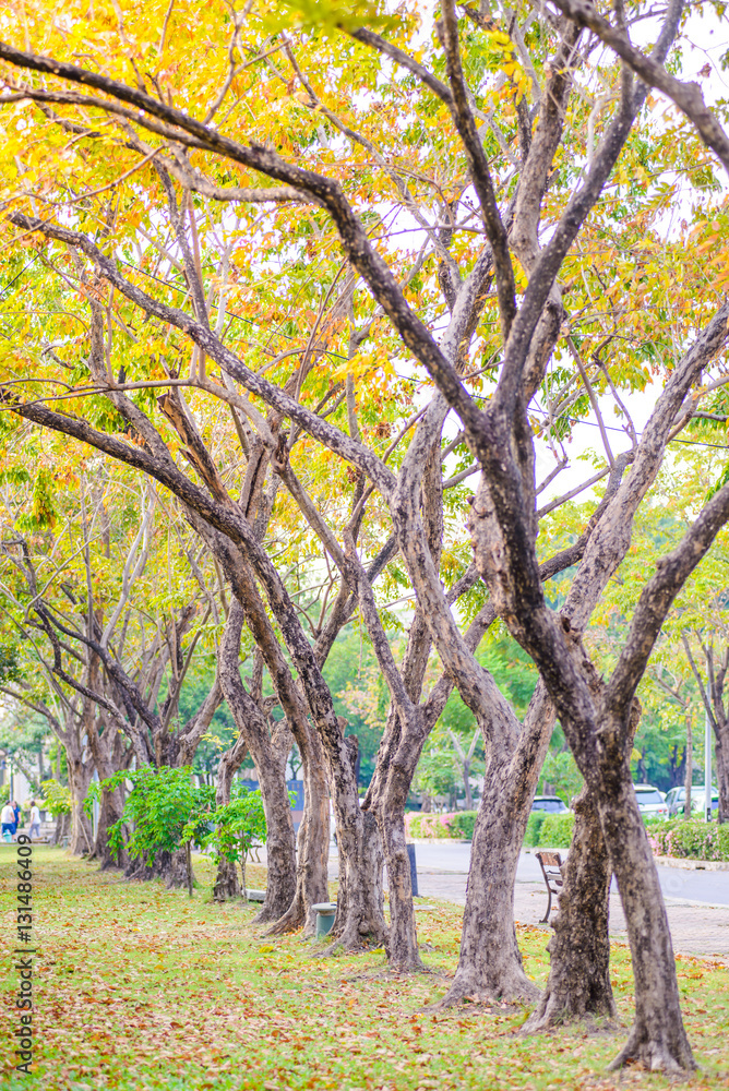 Trees planted in public park, Bangkok, Thailand