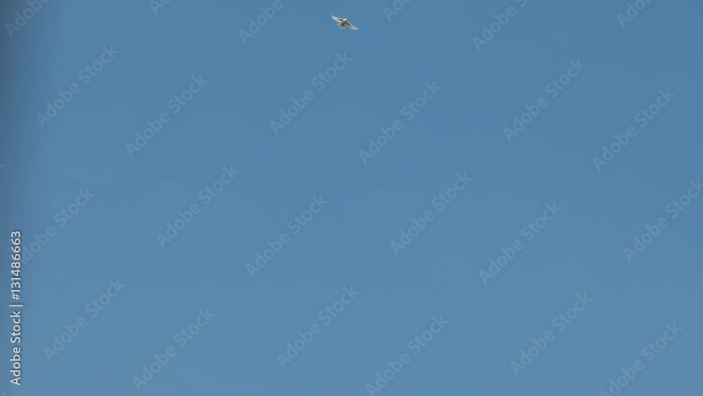 Flock of white decorative pigeons flying in clear blue sky. White dove - symbol of peace. Flock of white decorative pigeons flying in clear blue sky. White dove - symbol of peace.