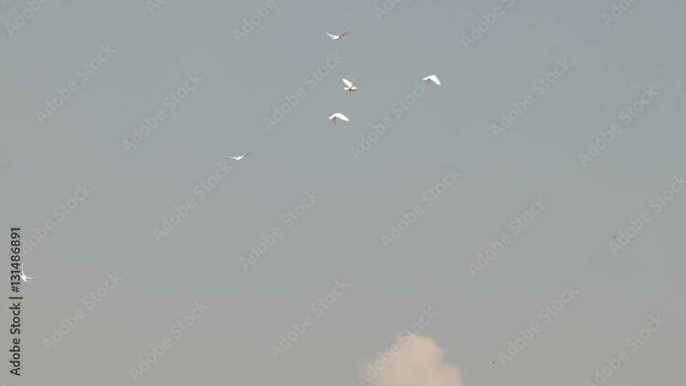 Flock of white decorative pigeons flying in clear blue sky. White dove - symbol of peace. Flock of white decorative pigeons flying in clear blue sky. White dove - symbol of peace.