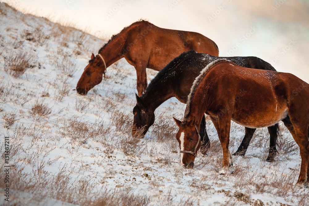 three horses grazing on slopes during a snowfall three horses grazing on slopes during a snowfall