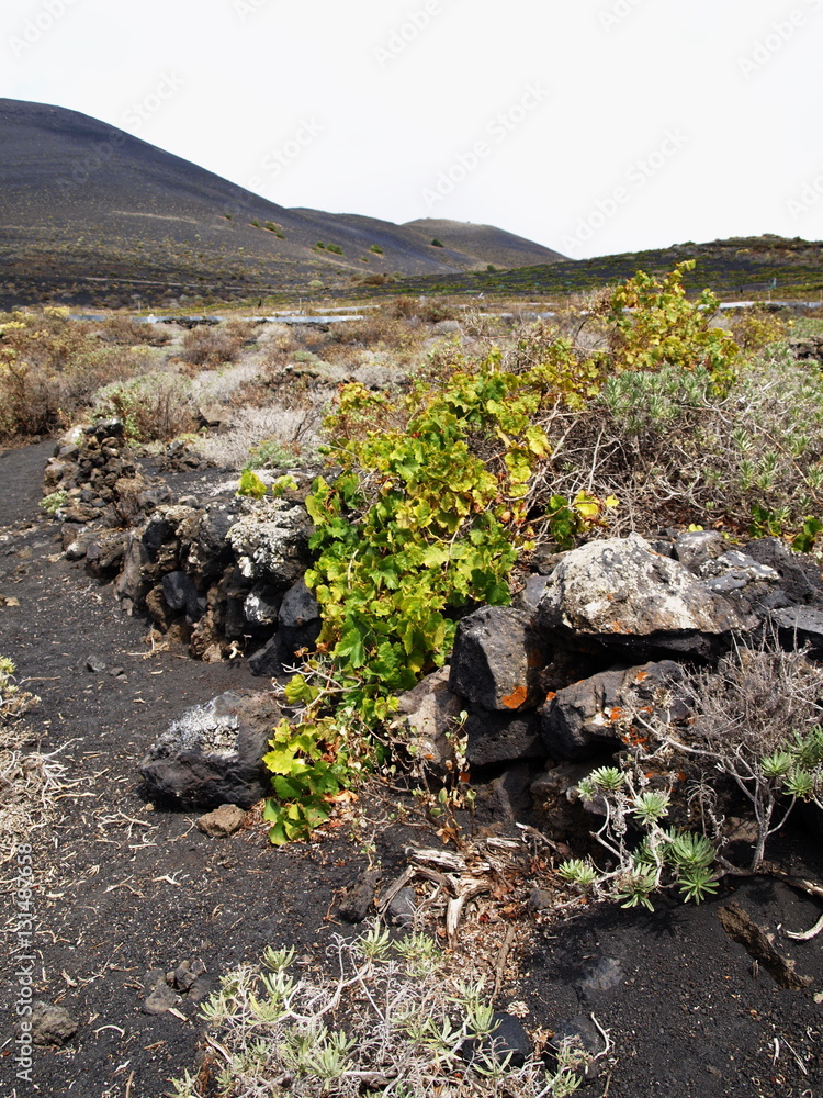 Vine on fertile volcanic soil Vine on fertile volcanic soil