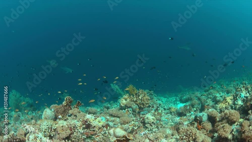 Wallpaper Mural Colorful coral reef with healthy corals and plenty fish. 4k footage Torontodigital.ca