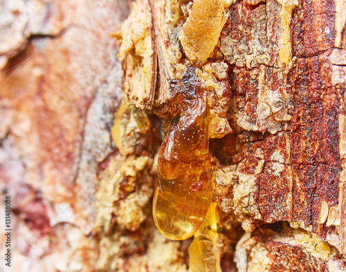 Amber pinewood tar and green moss on brown bark in summer close up