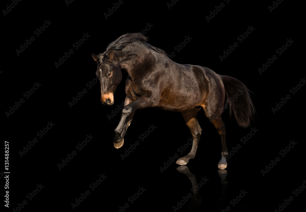 Isolate of bay horse running on black background
