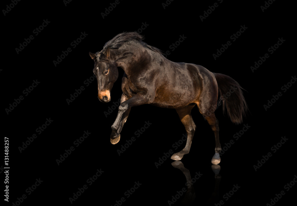 Fototapeta premium Isolate of bay horse running on black background