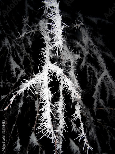 Wallpaper Mural Tree covered with hoar frost close-up, hoar frost covered branches at winter forest Torontodigital.ca