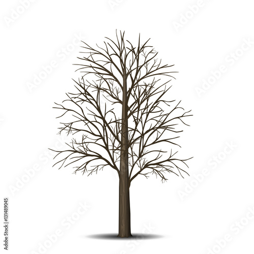 detached tree without leaves with shadow