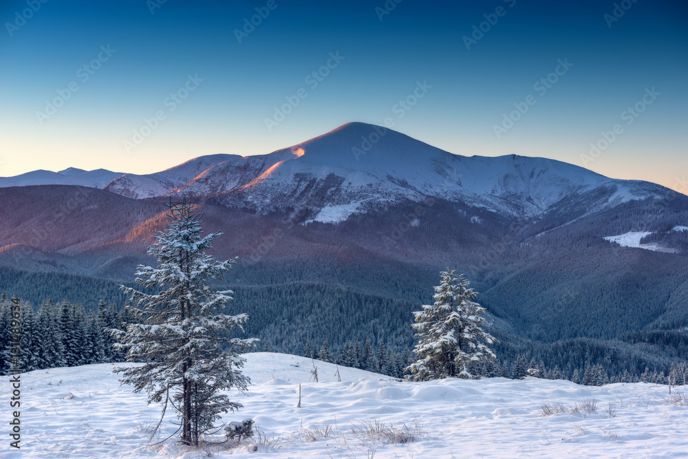Obraz premium trees covered by snow on mountain hill. natural winter backgroun