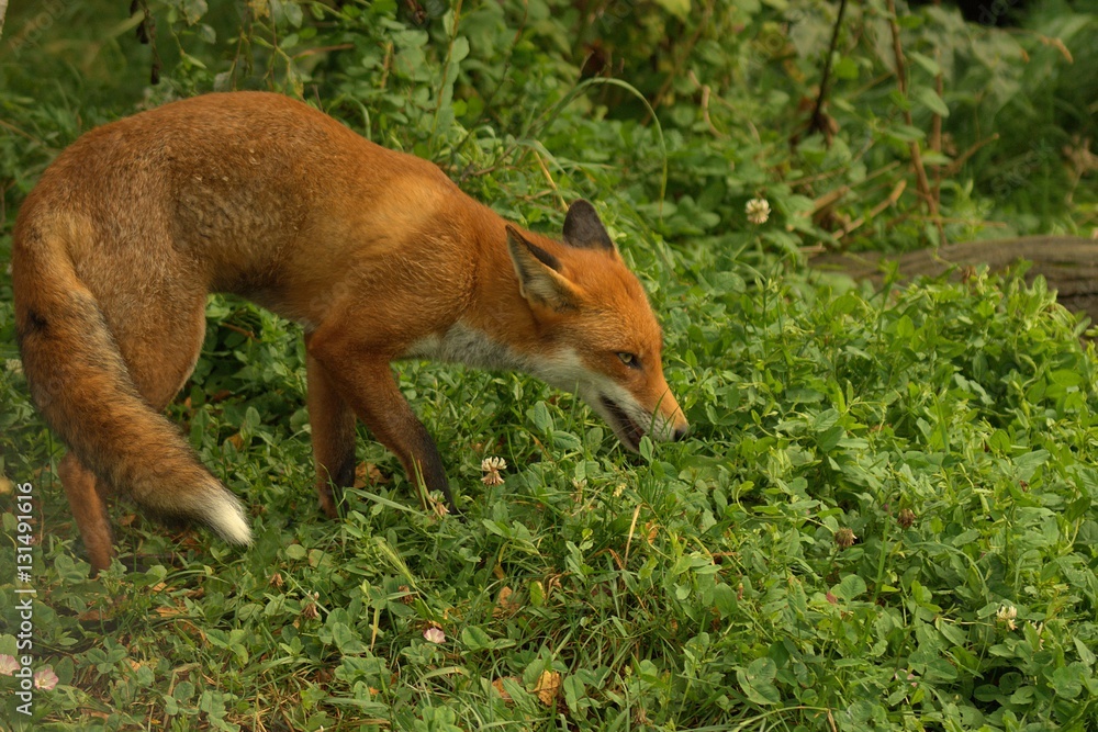 Fototapeta premium red fox prowling