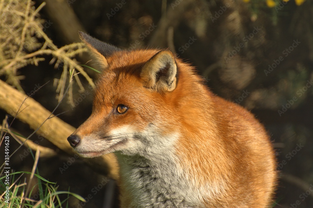 red fox profile, vulpes-vulpes red fox profile, vulpes-vulpes