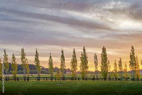 Backlit poplars in a row line a fence in the New South Wales southern highlands photo
