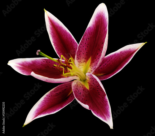 lily vinous-white flower on a black background isolated with clipping path. for design.
