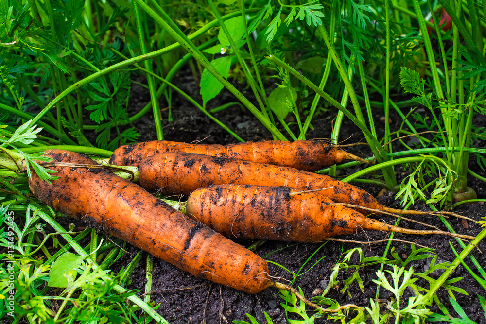 fresh harvested carrots on the ground in the garden fresh harvested carrots on the ground in the garden