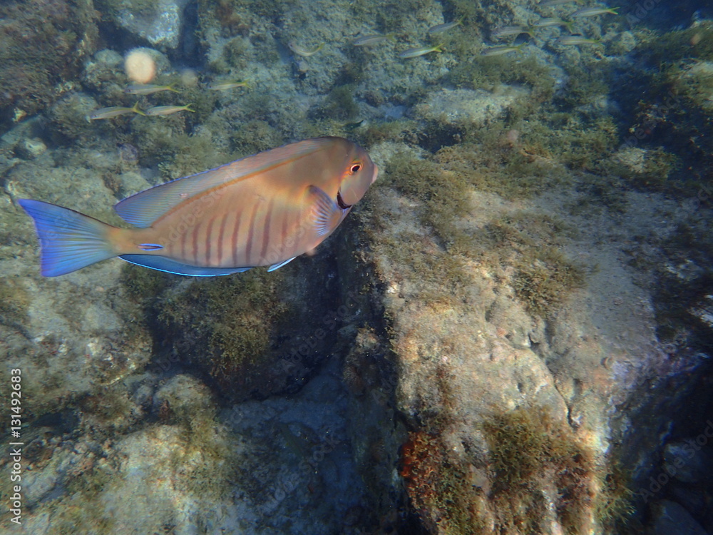 Fototapeta premium tropical fishes