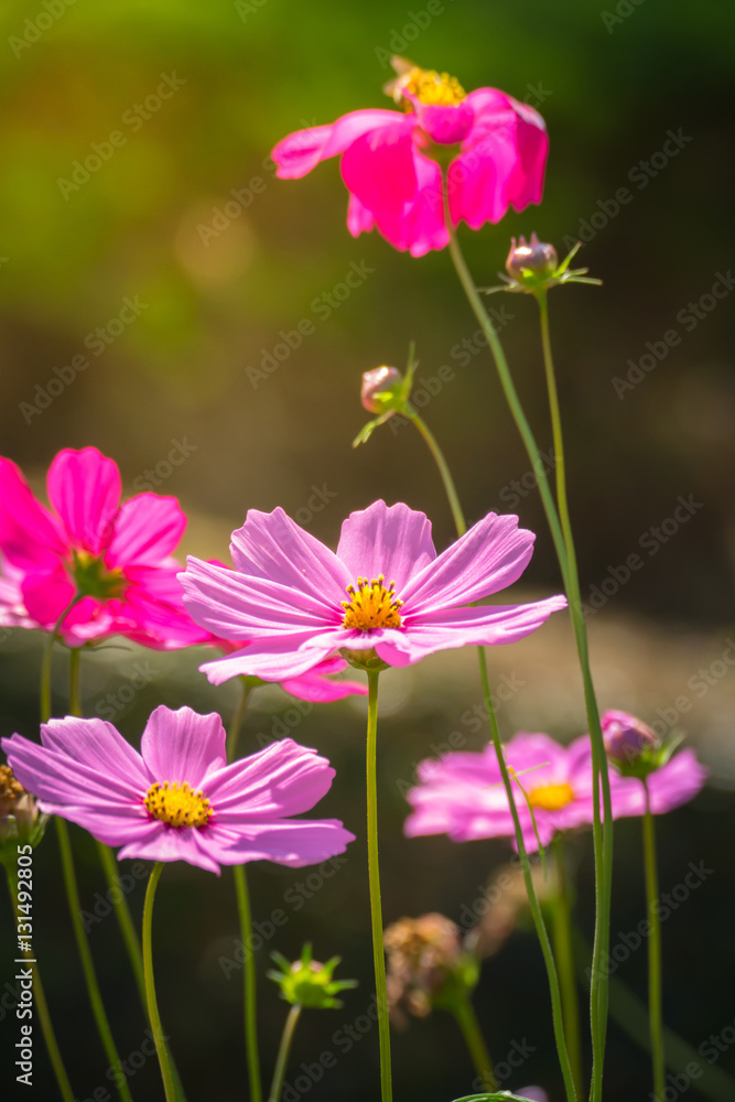 Pink flowers cosmos bloom beautifully to the morning light.