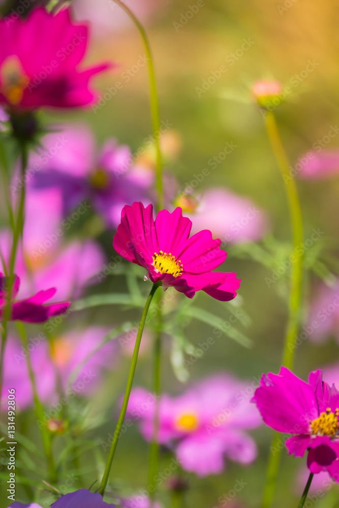Pink flowers cosmos bloom beautifully to the morning light. Pink flowers cosmos bloom beautifully to the morning light.
