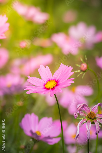 Pink flowers cosmos bloom beautifully to the morning light. © teerawit