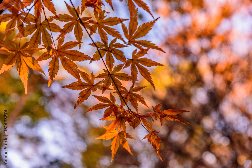 六義園の紅葉 六義園の紅葉