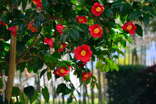 椿 日本庭園　京都