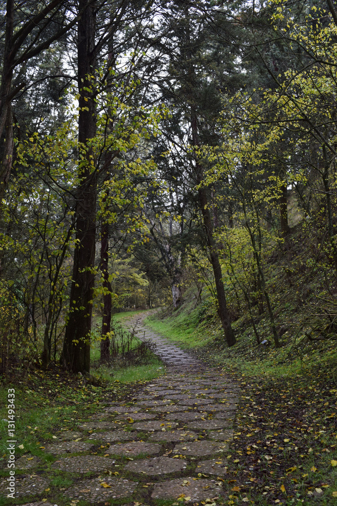 Fototapeta premium Camino que atraviesa un bosque.