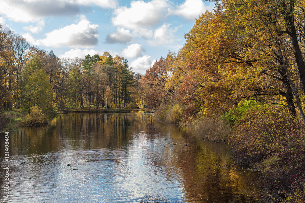 landscape with river and ducks