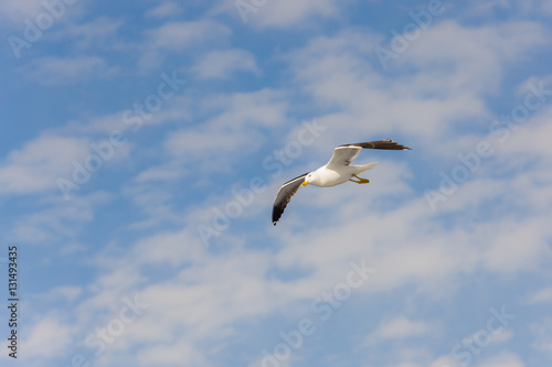 seagull and sky