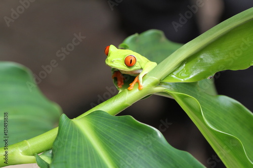 green frog with red eyes