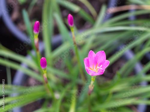 Pink Rain Lily Flower