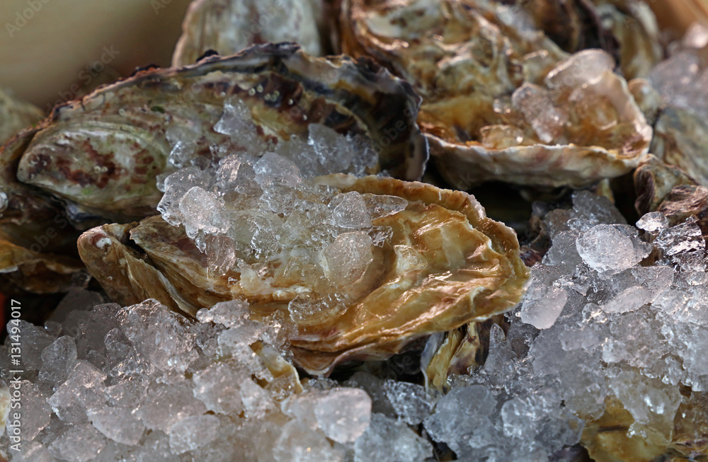 Fresh big raw oysters on ice Fresh big raw oysters on ice