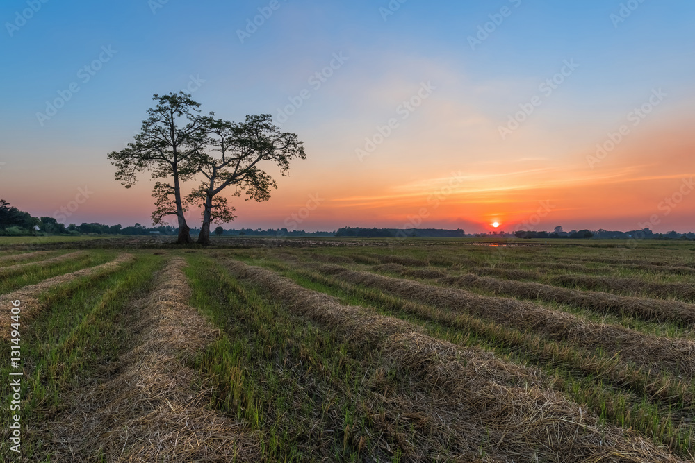The sunset behind a tree stands alone in the cornfield.