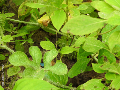 Wallpaper Mural Folhagem Torontodigital.ca