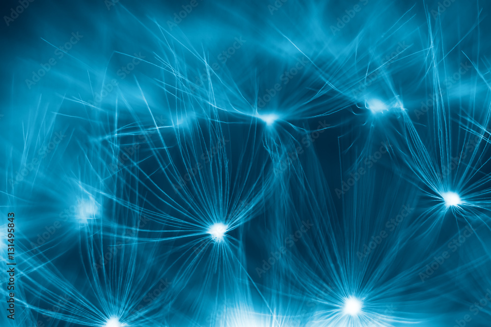 Obraz premium mniszek lekarski