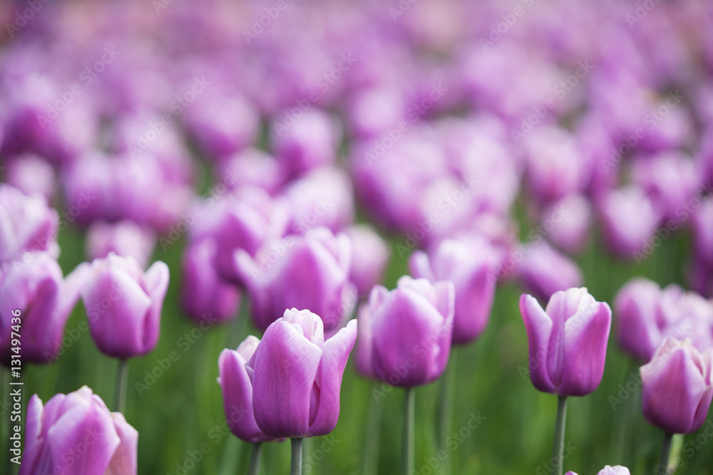 Fototapeta premium Spring background with purple tulips. Nature