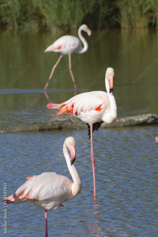 Trois Flamant rose sur un étang en Camargue
un jeune avec son plumage gris