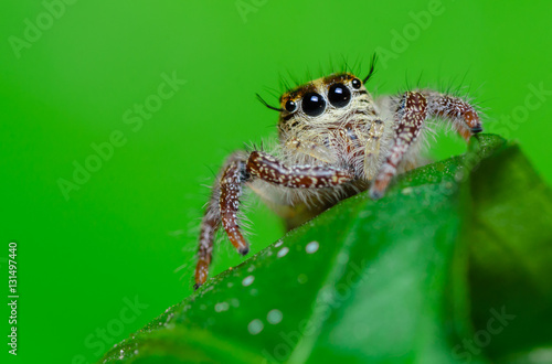 Beautiful spider perched on green leaves.