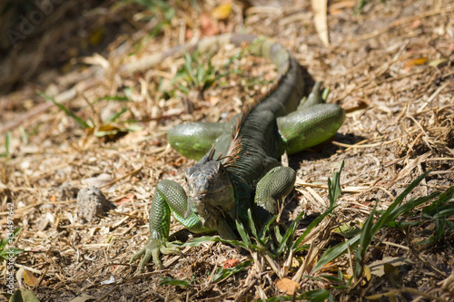 Iguana crawling on dirt