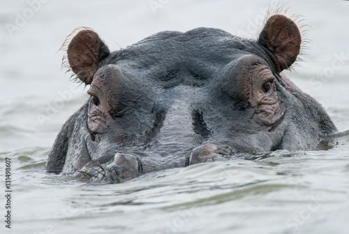 face hippo in the water of Lake Naivasha