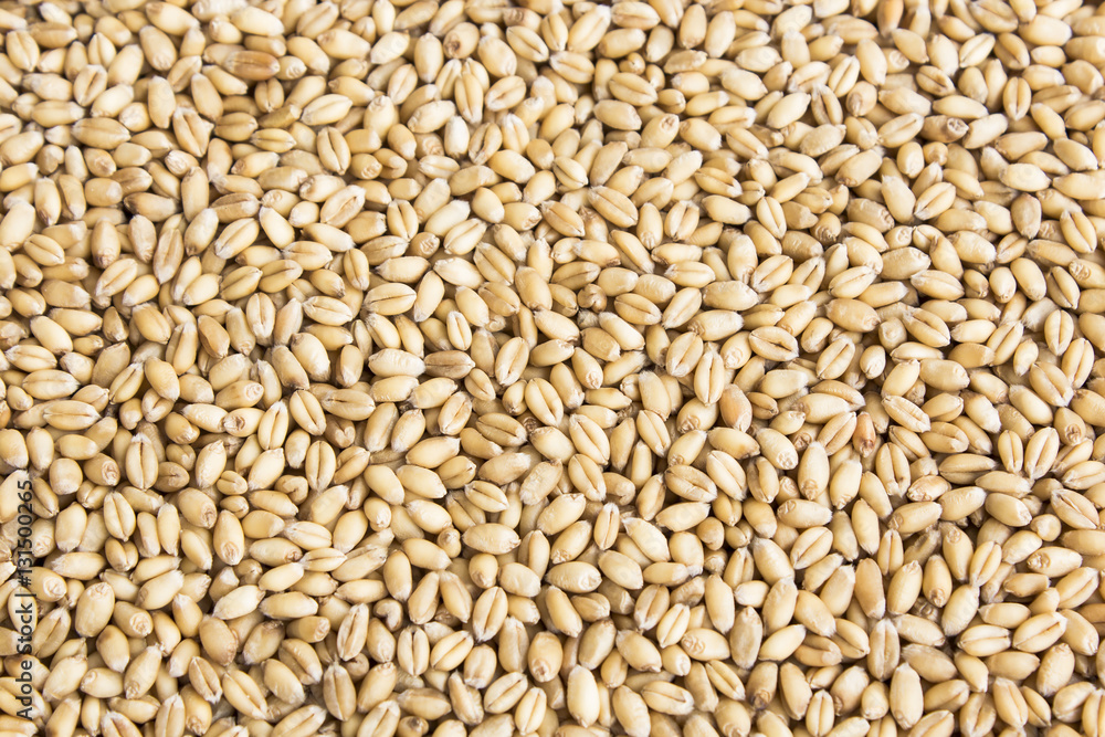 Grains of Wheat as Background Grains of Wheat as Background