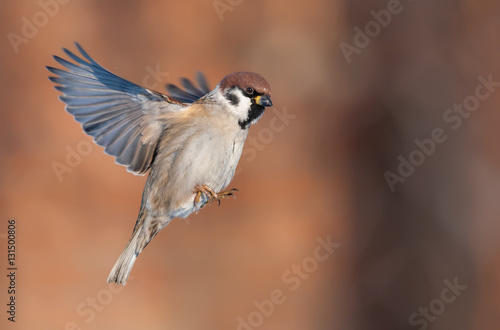 Tree sparrow in bright flight photo