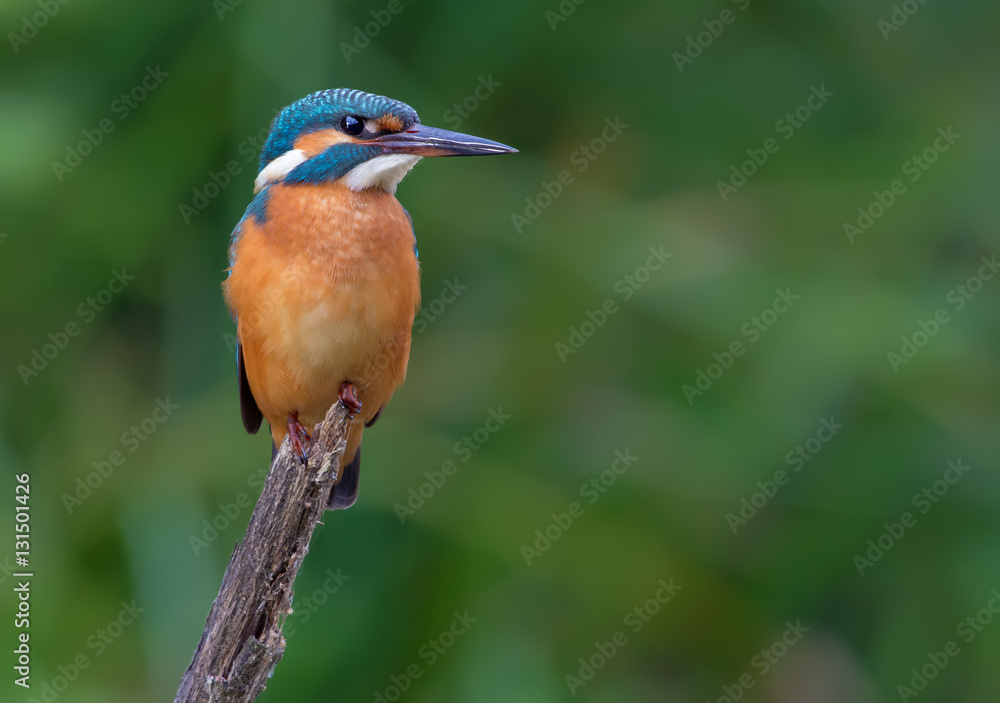 Common kingfisher posing with intent stare Common kingfisher posing with intent stare