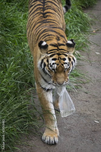 Canvas Print Tiger