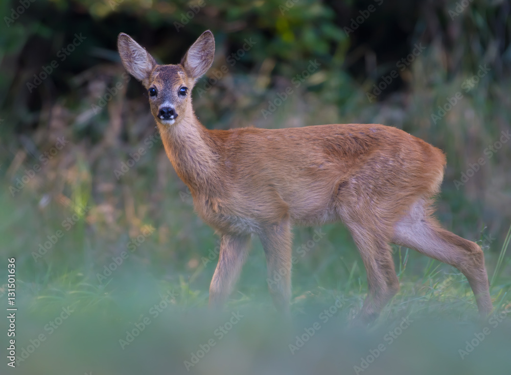 Young Roe deer posing on a clearing Young Roe deer posing on a clearing