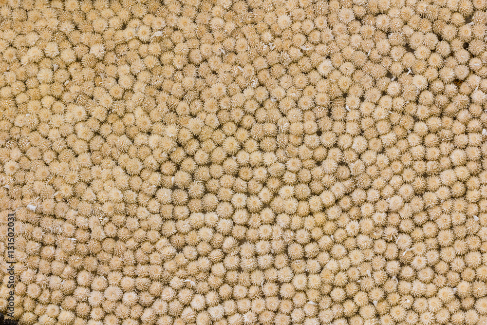 Fototapeta premium amaranth